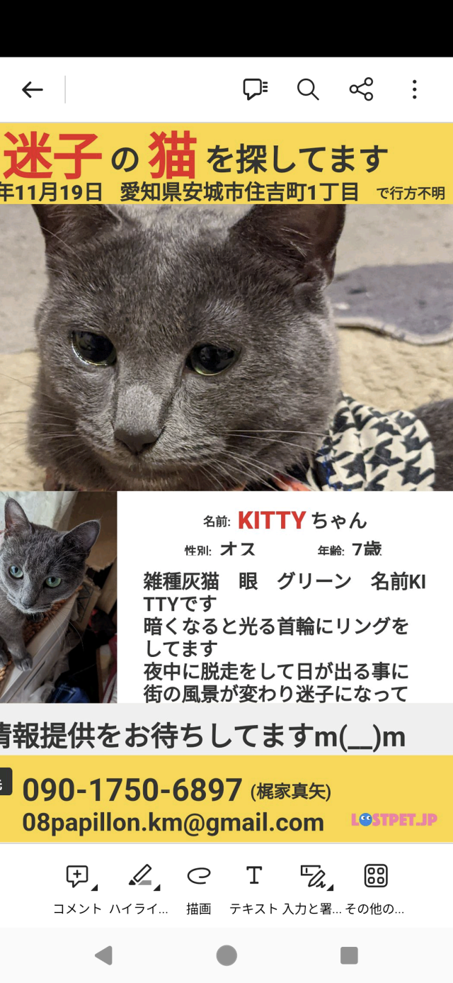 Kitty
