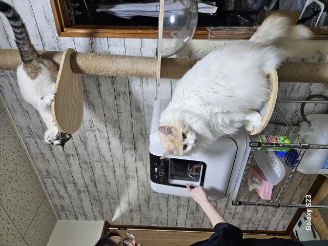 てぃあも