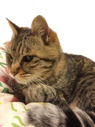 みかん