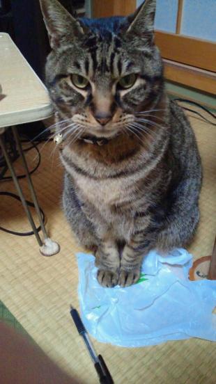 ミーすけ