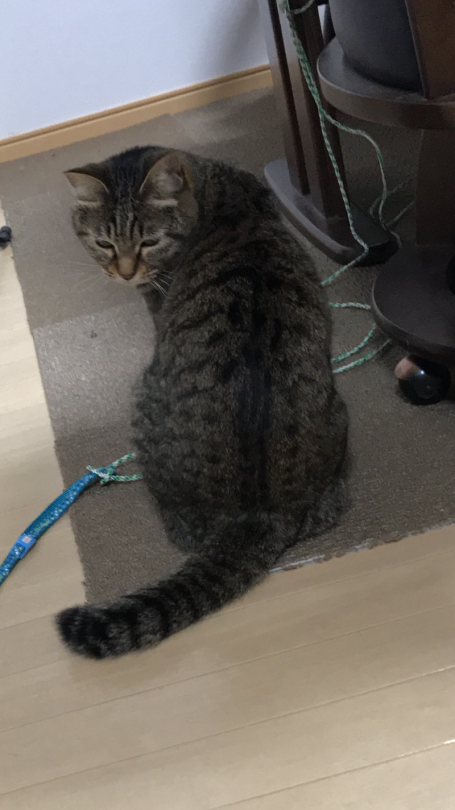 にゃーさん