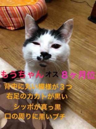 もうちゃん