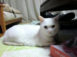ピピ