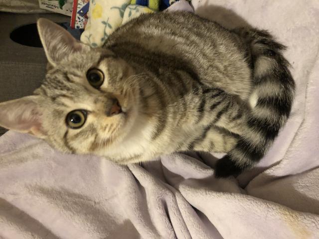ある