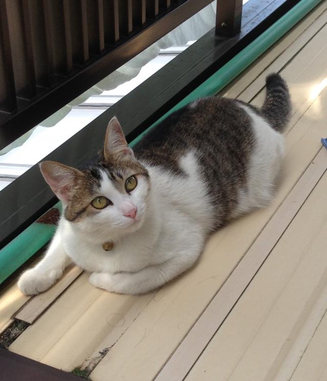 ナル