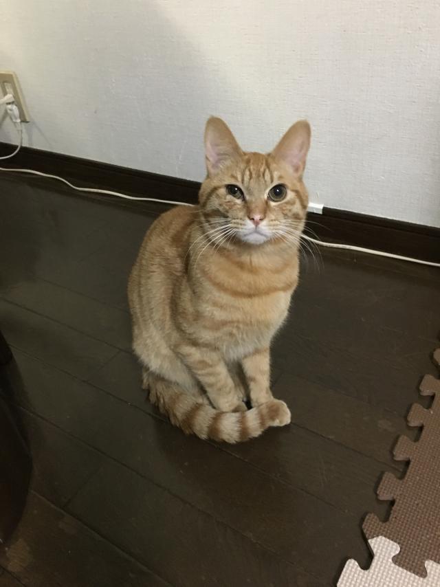 サスケ