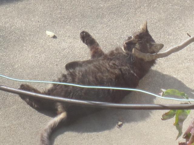 モケ