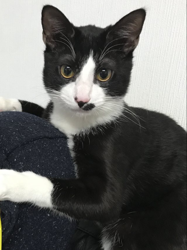 ぴーちゃん