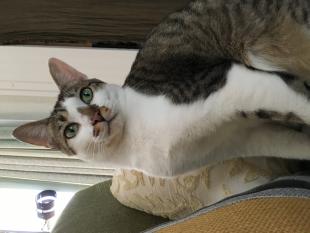 のらたん
