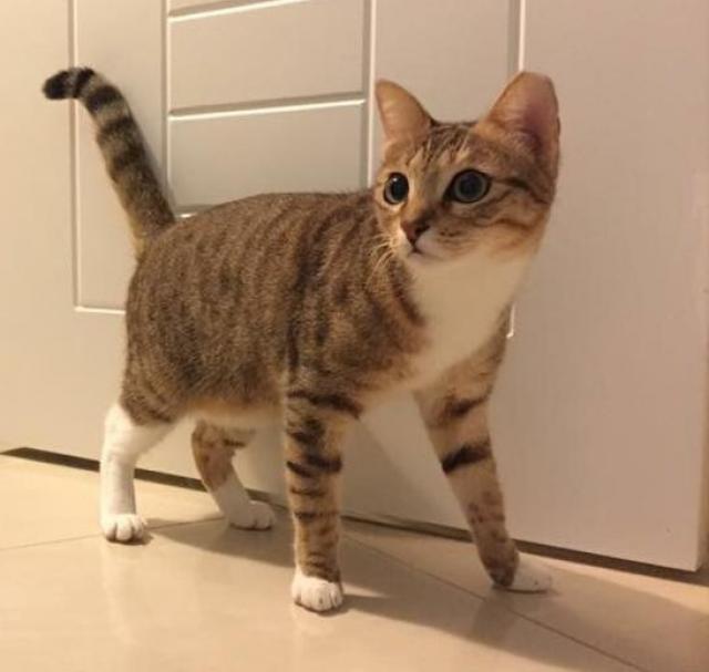 マオマオ