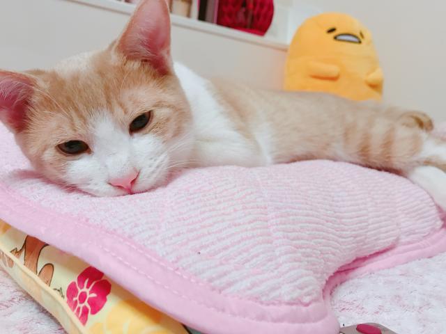ムギ