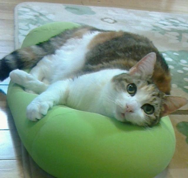 すず