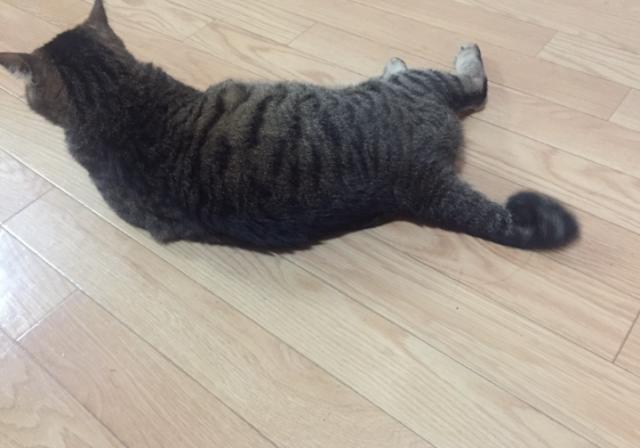 しまじ