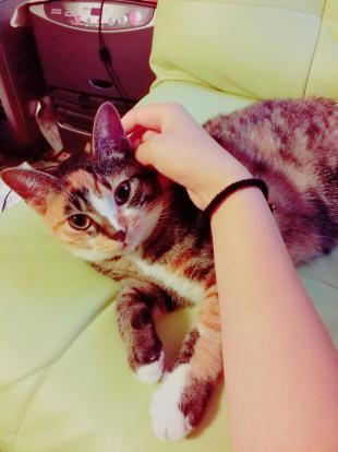 ひじき