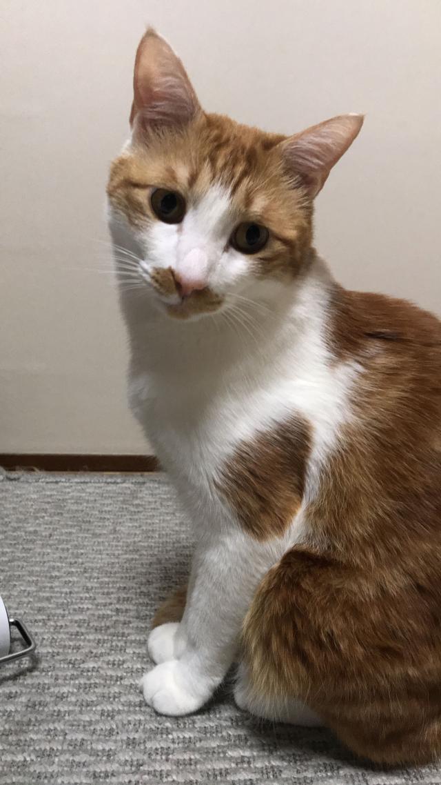 ししまる