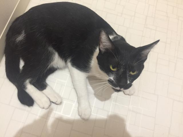 しんのすけ