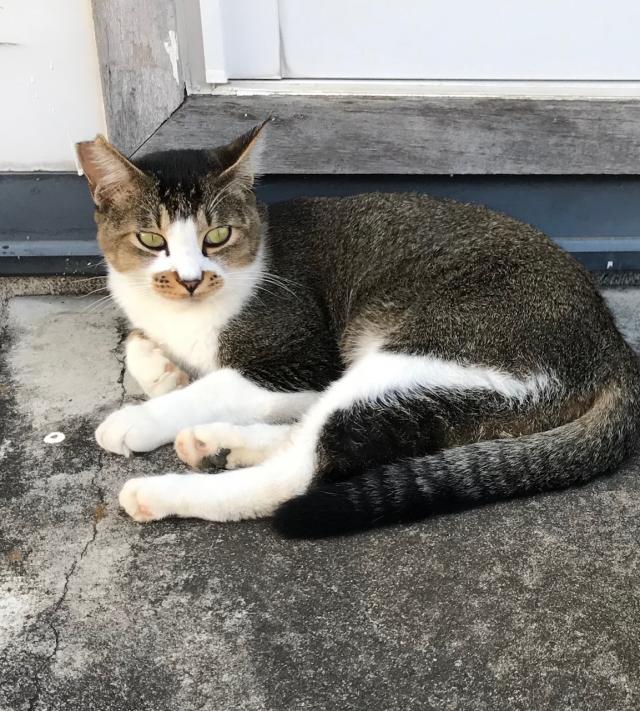 タマ