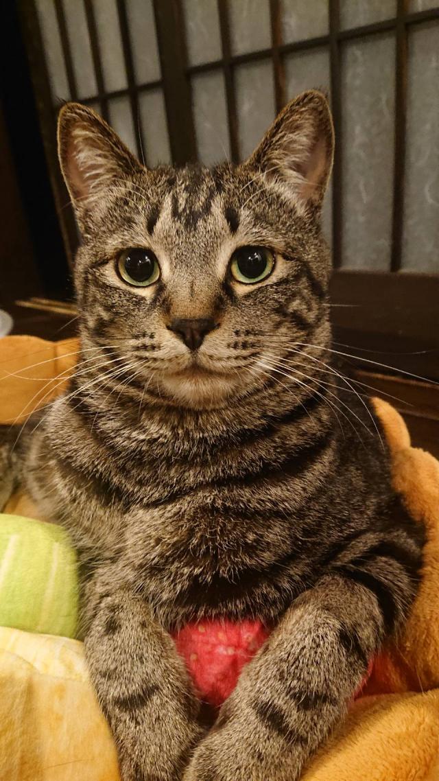 れん