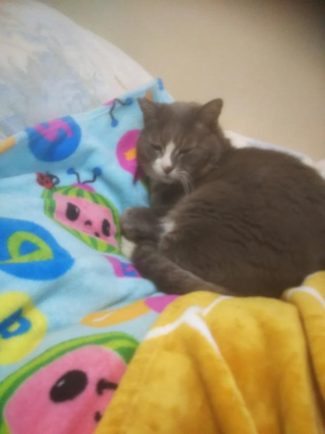 ミャー