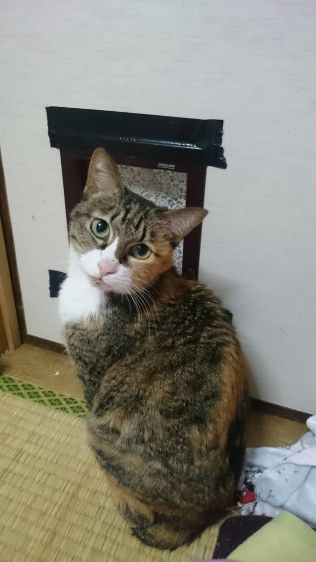 ぎゅうにゅう