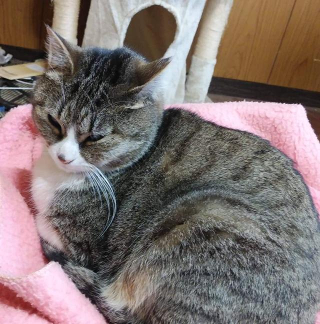 モモ