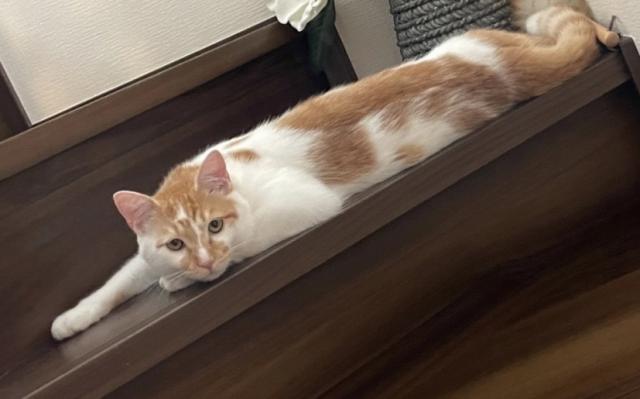 もふ