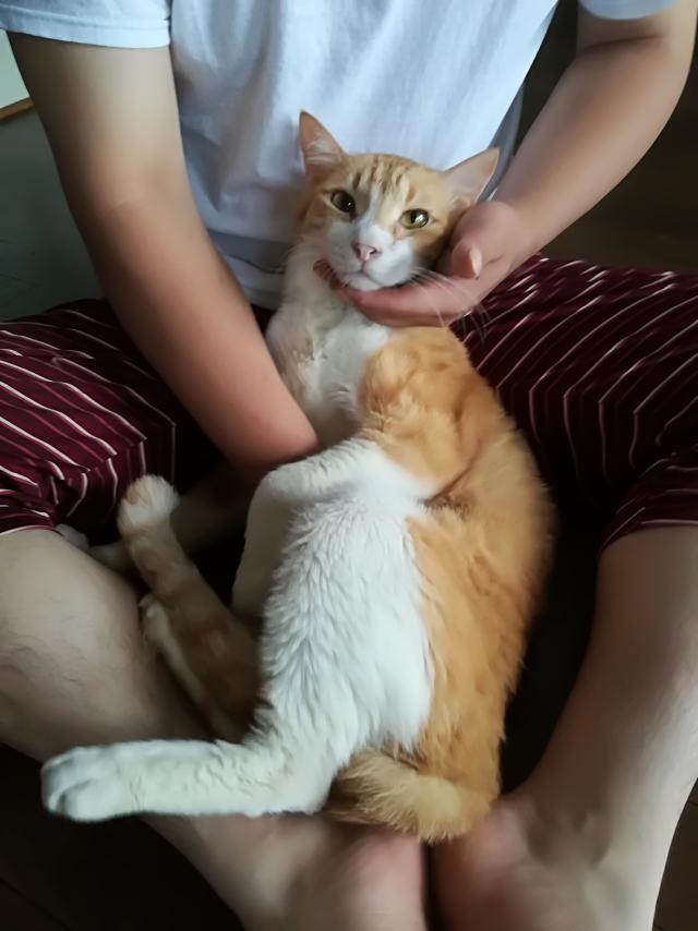 えい