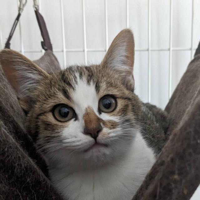 ハナビ