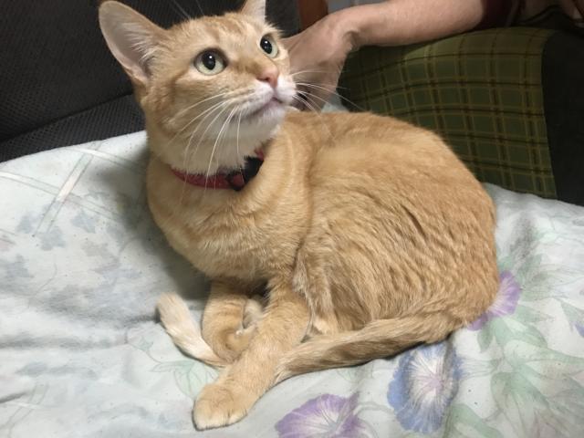 モモ