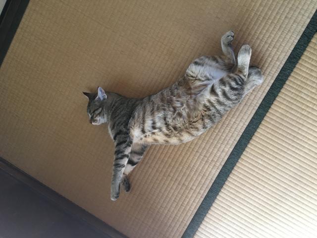 コイ