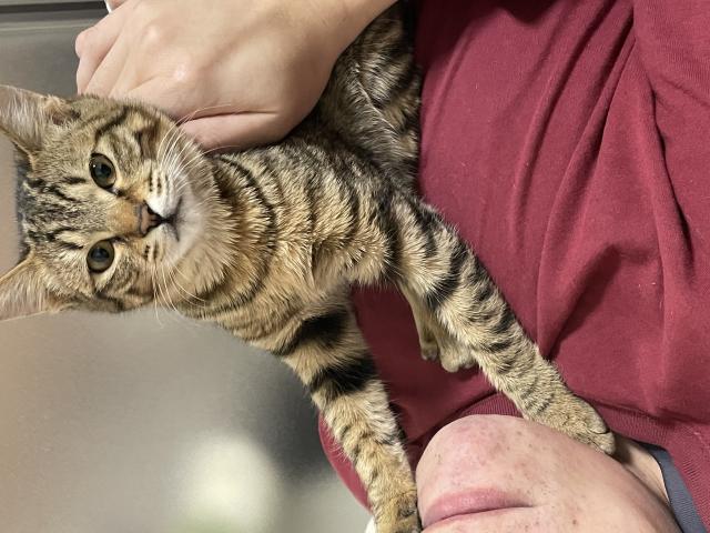 きなこ