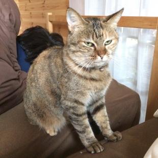 にゃんぼー