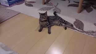ポポ