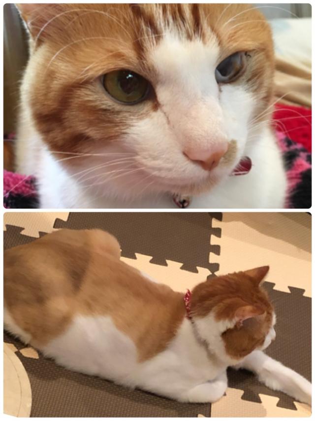 タラ