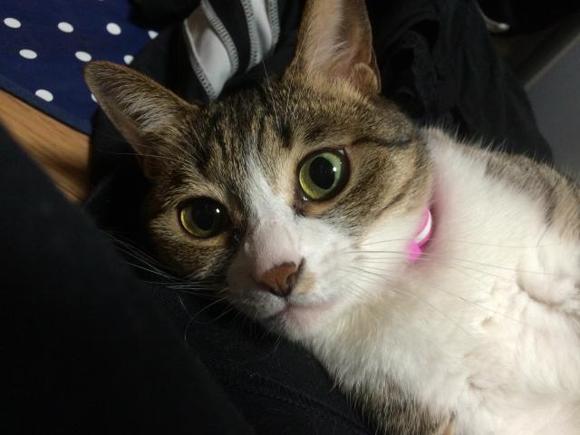ミク