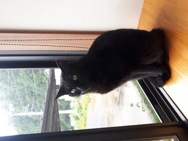 くーちゃん