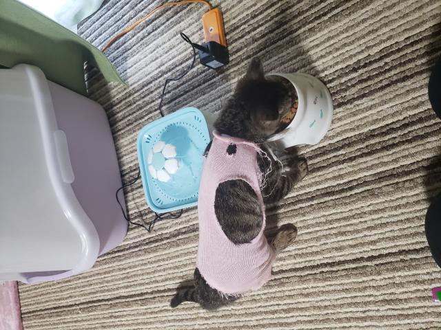 チャッピー