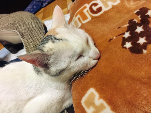 ふく
