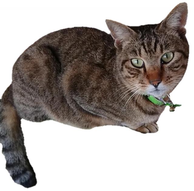 ビビ