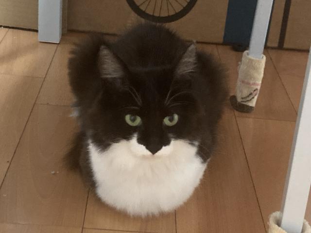 モコ