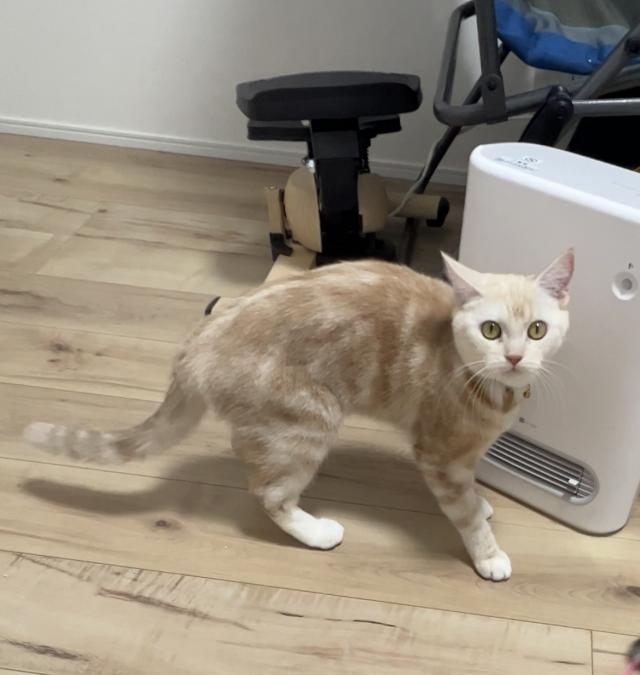 スイちゃん