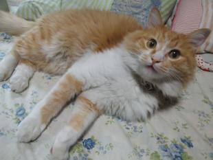 にゃーこ