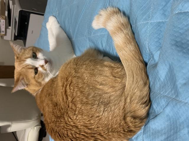 はな