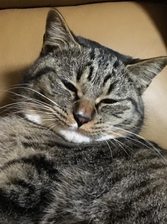 どんぐり