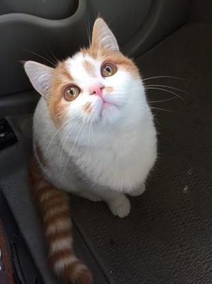きなこ