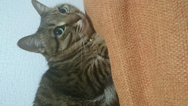 茶々丸