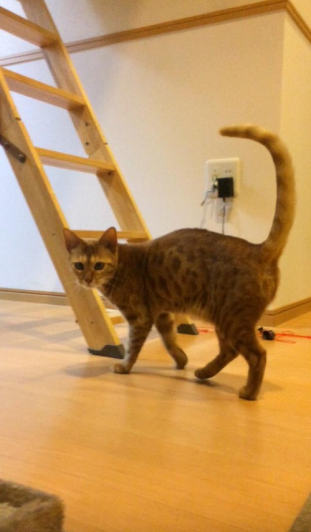 ルナ