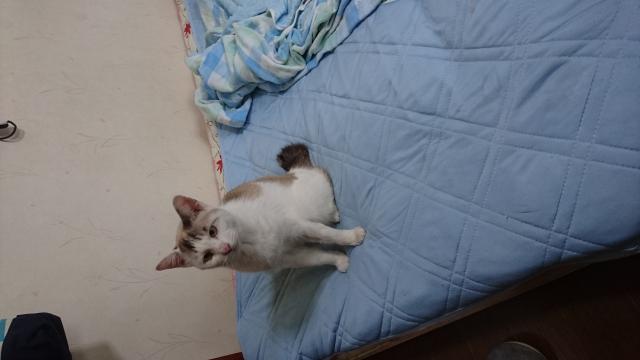 にゃん