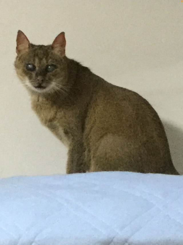 ちゃろ