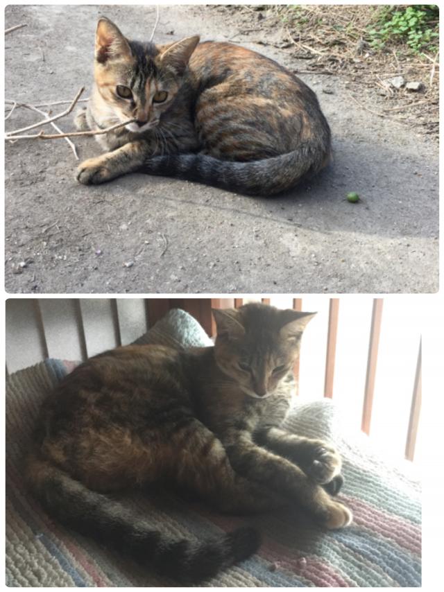 タマ